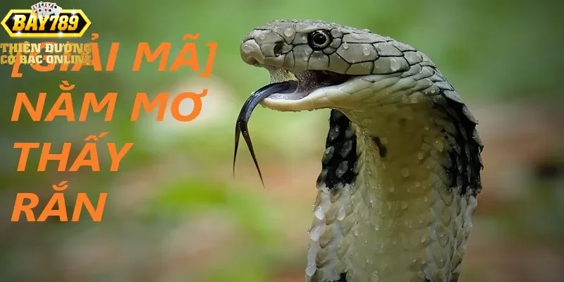 ung-dung-giac-mo-thay-ran-trong-ca-cuoc-va-xo-so-tai-bay789 Ứng dụng giấc mơ thấy rắn trong cá cược và xổ số tại Bay789